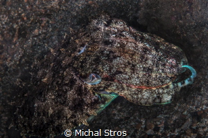 A well camouflaged cuttlefish by Michal Stros 
